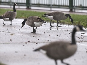 Canada geese are shown along the Detroit River near the Ambassador Bridge in Windsor on Wednesday, October 2, 2019.