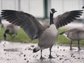 Grounded Geese