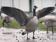 Canada Geese are shown along the Detroit River near the Ambassador Bridge in Windsor on Wednesday, October 2, 2019.