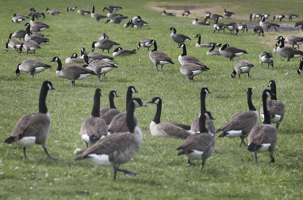 Canada goose shop migration 2019