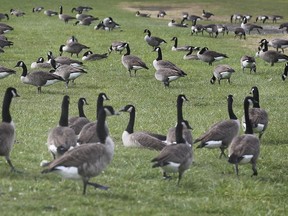 A crowd of Canada Geese gather in Kingsville on Oct. 21, 2019, on the last day of the Kingsville Migration Festival.