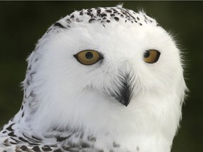 A Who's Who attended the 50th annual Kingsville Migration Festival that wrapped up on Sunday, Oct. 20, 2019, at the Jack Miner Migratory Bird Sanctuary. A female Snow Owl from the Kingsport Environmental Falconry Services is shown here during the event.