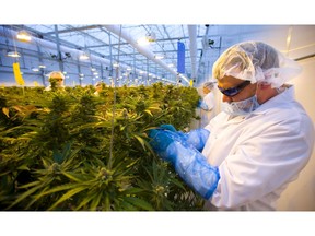 Robert Fisher of WeedMD trims a nearly ready crop of marijuana at its facility near Strathroy. (Mike Hensen/The London Free Press)