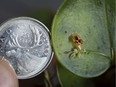 Ed Cott, a miniature orchid specialist, uses a quarter to illustrate the size of the flower of a Lepanthes vultrum, a species of miniature orchid, Thursday, Oct. 17, 2019.