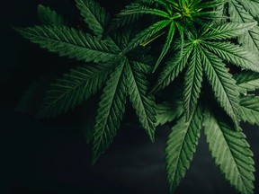 Marijuana leaves, cannabis plants, pot on a plain background.