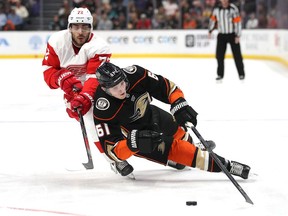 Filip Hronek of the Detroit Red Wings checks Carter Rowney of the Anaheim Ducks during the third period of a game at Honda Center on November 12, 2019 in Anaheim, California.