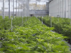 Rows of cannabis plants are pictured at the Aphria One facility in Leamington on Oct. 25, 2019. The company's even larger Aphria Diamond site, also in Leamington, has just been issued a cultivation licence from Health Canada.