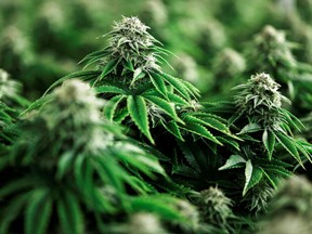Chemdawg marijuana plants grow at a facility in Smiths Falls, Ontario, Canada October 29, 2019.