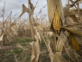 Unharvested corn is pictured along the Talbot Trail west of Blenheim on Nov. 28, 2019.