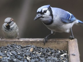 A sparrow and a blue jay are shown on Thursday, November 21, 2019, at the Ojibway Nature Centre.