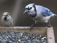 A sparrow and a blue jay are shown on Thursday, November 21, 2019, at the Ojibway Nature Centre. The centre is part of the FeederWatch initiative to count birds.
