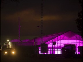 Bright purple lights illuminate a green house on Talbot St. West in Leamington, Wednesday, Nov. 27, 2019.