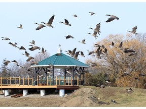 Over 3,000 Canadian geese were visiting Jack Miner Migratory Bird Sanctuary in December, 2019. In photo, geese take flight over the gazebo.