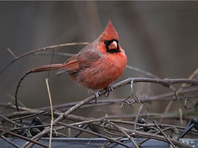 A cardinal sits on the fence at Ojibway Nature Centre, Thursday, Dec. 5, 2019.