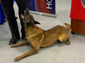 Windsor police dog Vegas on the day of his retirement, Dec. 30, 2019.