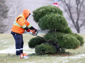 Trevor Mantha of City of Windsor horticulture trims evergreens near Dieppe Park Thursday. With relatively mild weather, Mantha and his crew of eager horticulture workers are staying ahead of their trimming chores for 2020.
