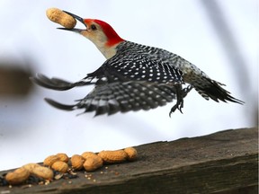 A red-bellied woodpecker takes flight after grabbing a peanut left on a railing at City of Windsor's Ojibway Nature Centre Wednesday.