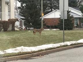 A photo of a coyote in a residential neighbourhood in LaSalle - at Matchette Road and Stuart Boulevard - on Jan. 28, 2020. Image courtesy of Joel Deschamps.