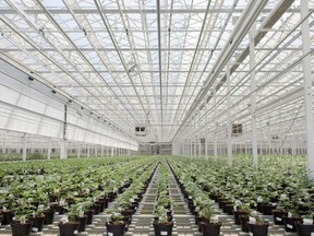 A greenhouse in Leamington.