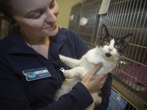 Tasha Toulouse, assistant store leader at PetSmart on Legacy Park Drive, holds Lilly, a domestic short hair, that is up for adoption at the pet store chain, Wednesday, January 22, 2020.