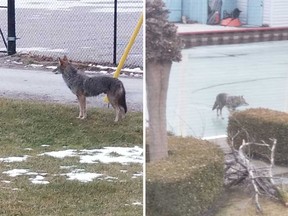 Images taken by a community member of an adult coyote near the riverfront, on Senator Street off Front Road, on Jan. 27, 2020. Photos courtesy of Christel Kaye Manners.