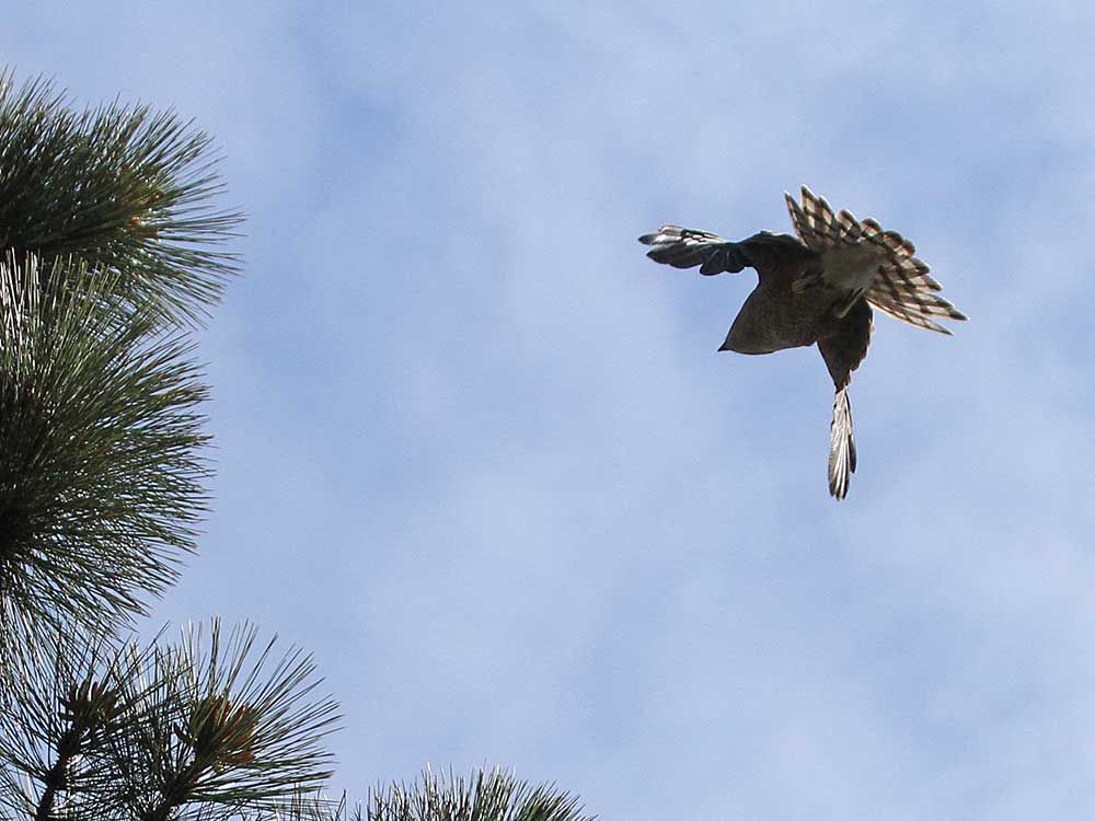 OPP seek witnesses after protected hawk killed in Tecumseh | Windsor Star