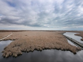 The marsh at the Point Pelee National Park in Leamington is shown on April 21, 2017.