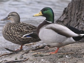 A couple of Mallards are shown on Tuesday, February 25, 2020 at the McKee Park in west Windsor.