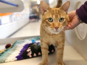 A cat is shown at the Windsor/Essex Humane Society in this file photo.