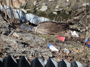 A nesting Canada goose sits on her eggs next to litter and debris at the Grand Marais Drain Wednesday.  Good Samaritan Natalie Litt stumbled upon the goose while trying to pick up litter and trash.