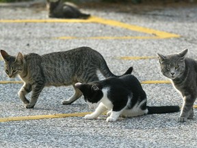 A gang of feral cats are shown roaming the streets in an area near Normandy Street and Malden Road in this file photo.