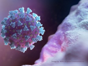 A computer image created by Nexu Science Communication together with Trinity College in Dublin, shows a model structurally representative of a betacoronavirus which is the type of virus linked to COVID-19, better known as the coronavirus linked to the Wuhan outbreak, shared with Reuters on February 18, 2020.