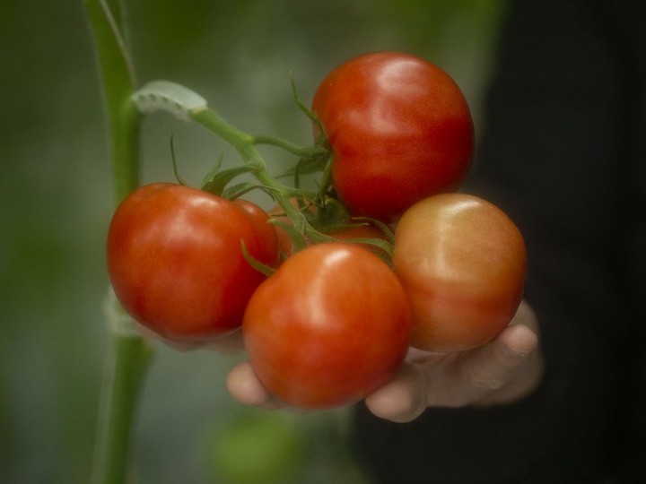  Tomatoes are shown at a Nature Fresh Farms greenhouse in Leamington, March 31, 2020.