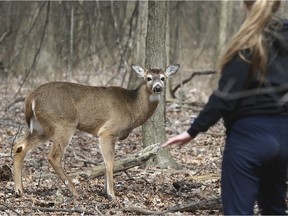 A visitor to the Ojibway Nature Centre checks out a deer on Sunday, March 22, 2020.