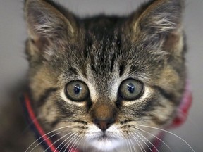 In planning for COVID-19, plan also for your furry friends, the humane society is urging. In this July 24, 2019, file photo, Sally the kitten is shown at the Windsor/Essex County Humane Society.