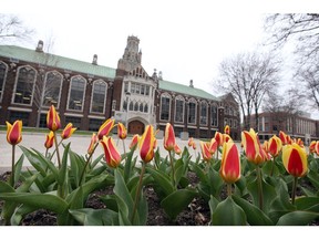 Blooming tulips at University of Windsor's main campus in front of Dillon Hall on April 22, 2020.