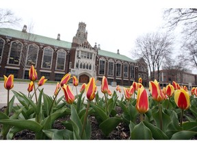 Windsor, Ontario. April 22, 2020.  Blooming tulips at University of Windsor's main campus in front of Dillon Hall Wednesday.