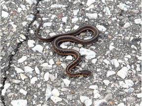 This gartersnake was captured prior to a prescribed burn of 3.8 hectares in the city's Reddock Restoration Area Friday and subsequently released back into the habitat. The burn helps maintain the natural grasses and trees species of the Ojibway Prairie. Scientists search the area before the burn to capture and relocate snakes.