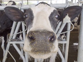A dairy cow is seen at a farm Friday, August 31, 2018 in Sainte-Marie-Madelaine Quebec. A Conservative senator says Canada's dairy processing industry stands to lose upwards of $100 million if Canada's new trade agreement with the United States and Mexico goes into effect July 1.