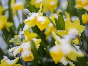 Snow covered daffodils are seen during a mid-April snow shower in Tecumseh, Wednesday, April 15, 2020.
