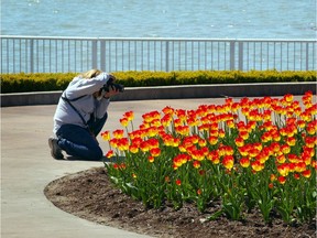 Amateur photographer Tere Deslippe of Blenheim,crouches for blooming tulips at Coventry Gardens in Windsor on May 6, 2020.