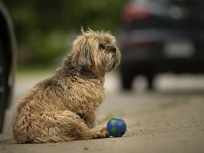 Kobi, a Maltese Yorkie, waits to play fetch on  the last day of late May warm spell, Thursday, May 28, 2020.