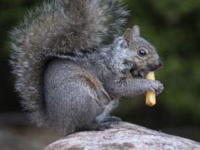 WINDSOR, ONT:. MAY 7, 2020 -- A squirrel feasts on a greasy French fry at Willistead Park, Wednesday, May 7, 2020.