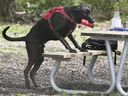 LaSalle baut seinen ersten Hundepark.  Hier stiehlt Billy, der Hund, am Mittwoch, den 20. Mai 2020, einen Tim Hortons-Kaffee von einem Picknicktisch im Hundepark Optimist Memorial Park. Es war der erste Tag, an dem der Hundepark aufgrund der Pandemiesperre seit zwei Monaten eröffnet wurde.