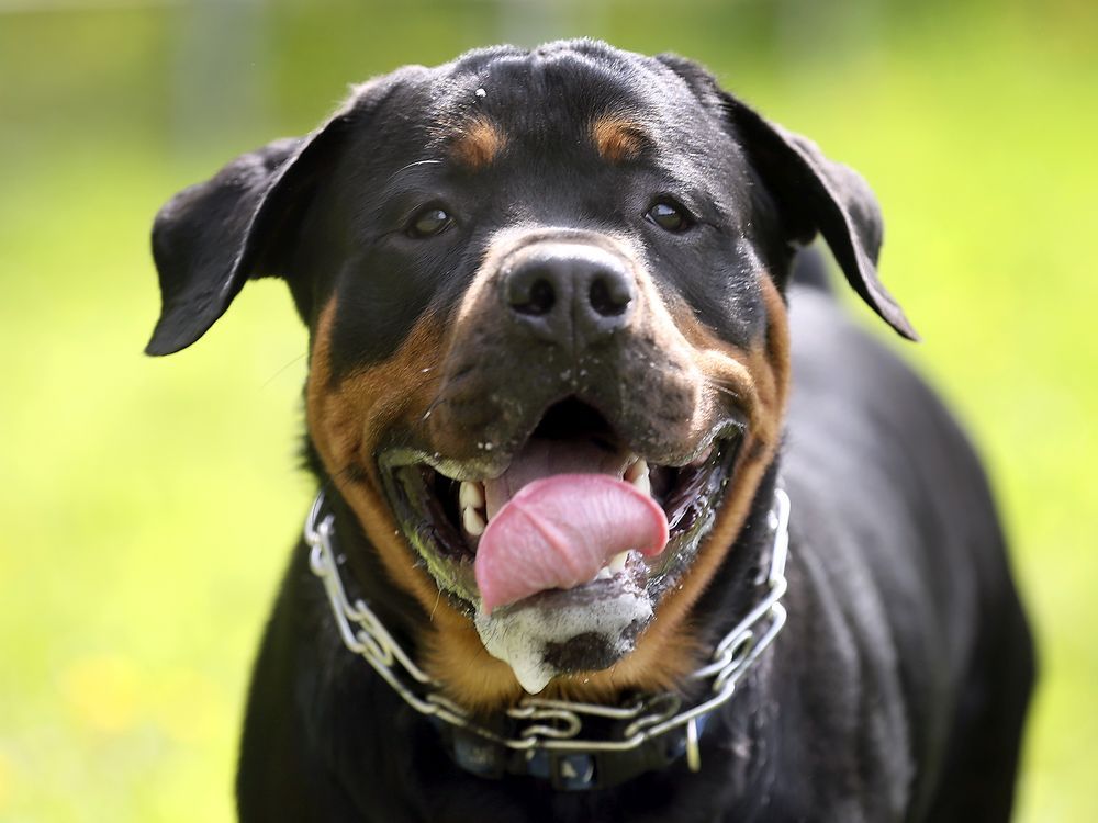 Warm weather and open dogs parks makes for happy pups Windsor Star
