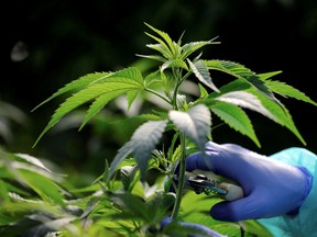 FILE PHOTO: Employee tends to medical cannabis plants at Pharmocann, an Israeli medical cannabis company in northern Israel