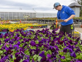 David Richardson the nursery manager for London's Parkway Gardens fills an online order for pansies at their Gainsborough Road location Saturday. Nursery's are open for online and curbside pickup already in Ontario said Erik Jacobsen owner of Parkway Gardens, so not much has changed with the recent Doug Ford statements. The big exception is now they will be allowed to start their landscaping business, which accounts for about 10% of their business said Jacobsen. "Online business has jumped from about 20% at the end of March to 100% now," said Jacobsen saying they were well positioned for the switch as they've been online for three years now. Business is strong enough now said Jacobsen, that they were looking to hire more staff.  Photograph taken on Saturday May 2, 2020.