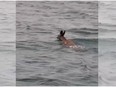 Windsor, ON. Sunday, June 21, 2020 -- This deer was found swimming in the Detroit River by the Windsor Police Service Marine Unit on Sunday, June 21, 2020.