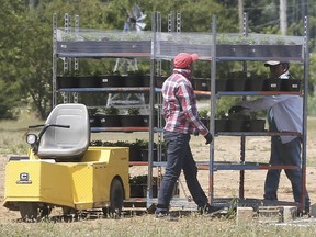 Migrant workers at a greenhouse operation in Kingsville on June 25, 2020.
