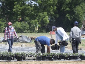KINGSVILLE, ON. JUNE 25, 2020 - Migrant workers are shown at a greenhouse operation owned by the Mastronardi family in Kingsville, ON. on Thursday, June 25, 2020.